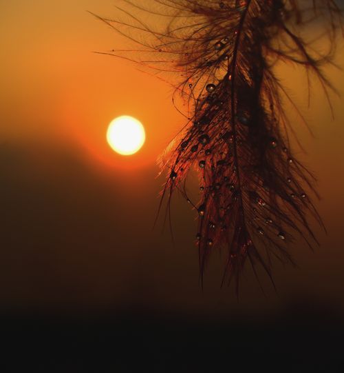 Free A dewy feather hangs near a vibrant golden sunset, creating a warm and serene scene. Stock Photo