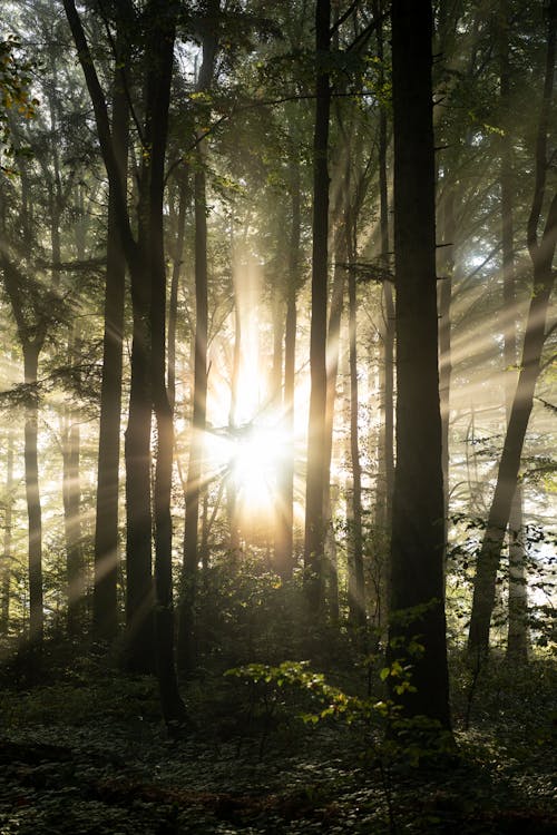 Free Sun Rays Coming Through the Forest Trees Stock Photo