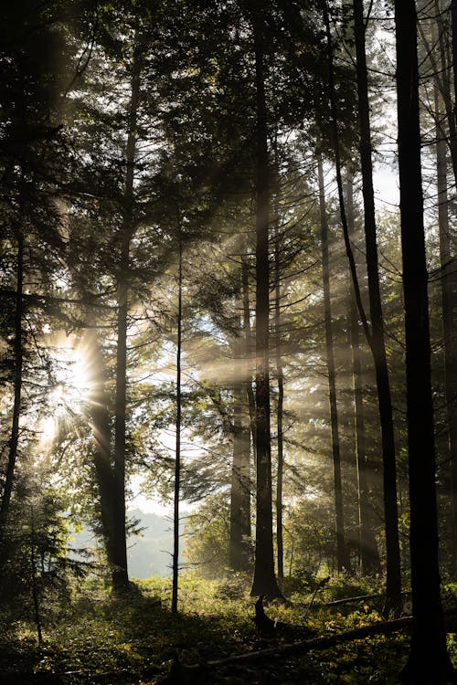 빛살, 수직 쐈어, 숲의 무료 스톡 사진