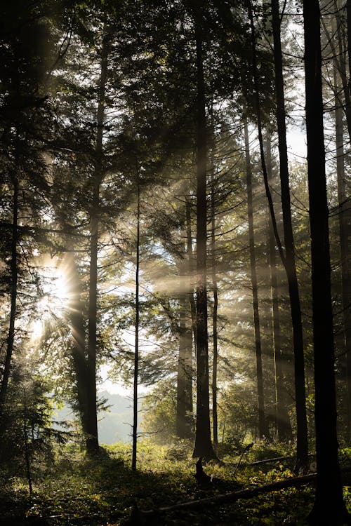 Free Sunlight on Tall Trees Stock Photo