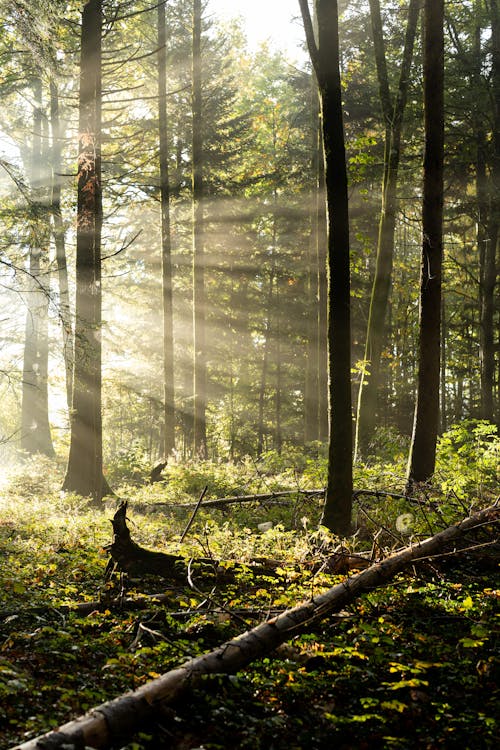 Rays of Sunlight on Misty Forest