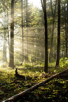 Beautiful misty forest with sunlight streaming through the trees in Lausanne.