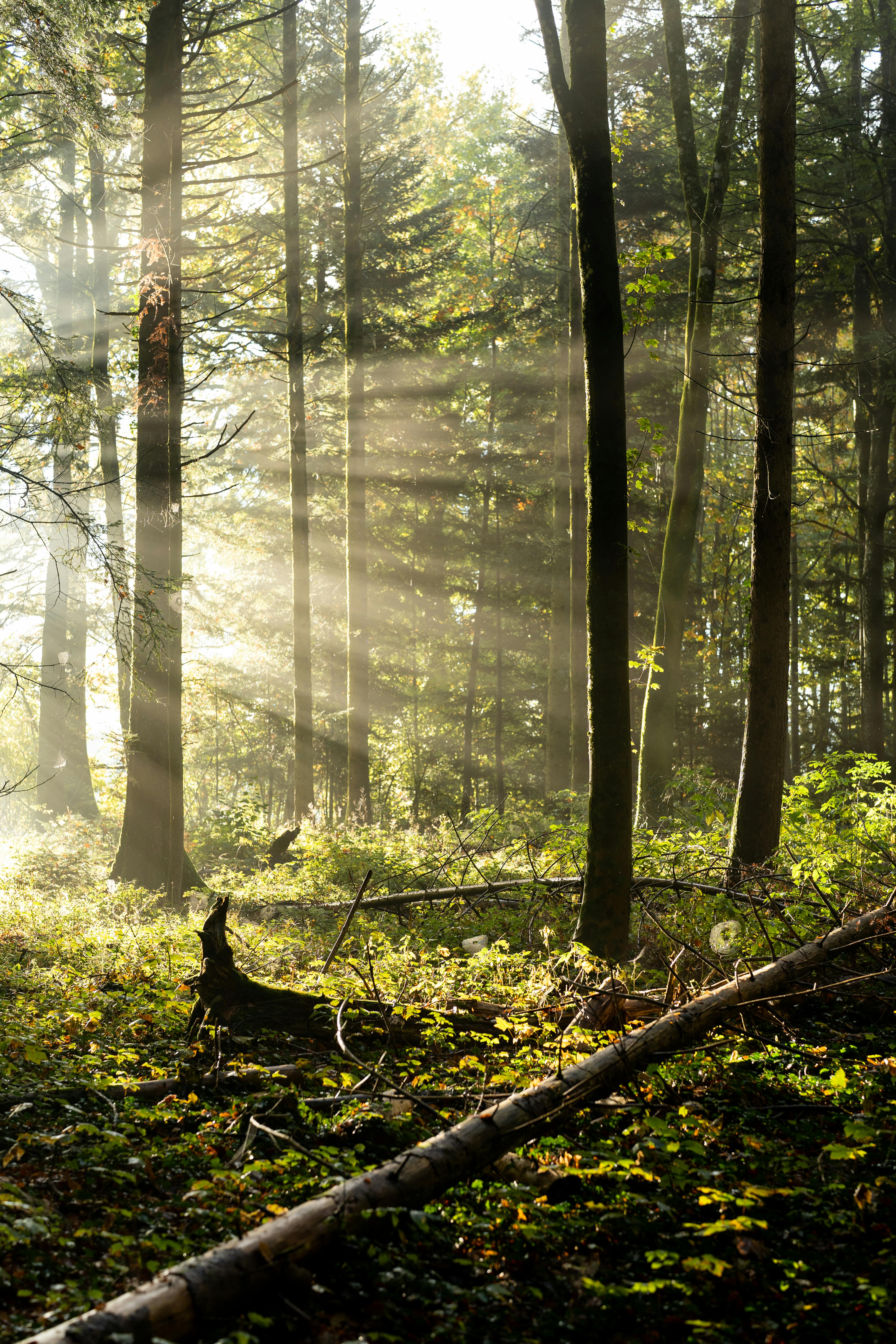 Rays Of Sunlight On Misty Forest · Free Stock Photo