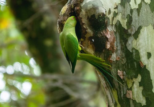 Green Bird Perched on a Tree Trunk