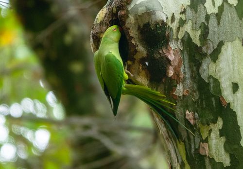 Free A green parrot perched on a tree trunk in a natural setting. Stock Photo
