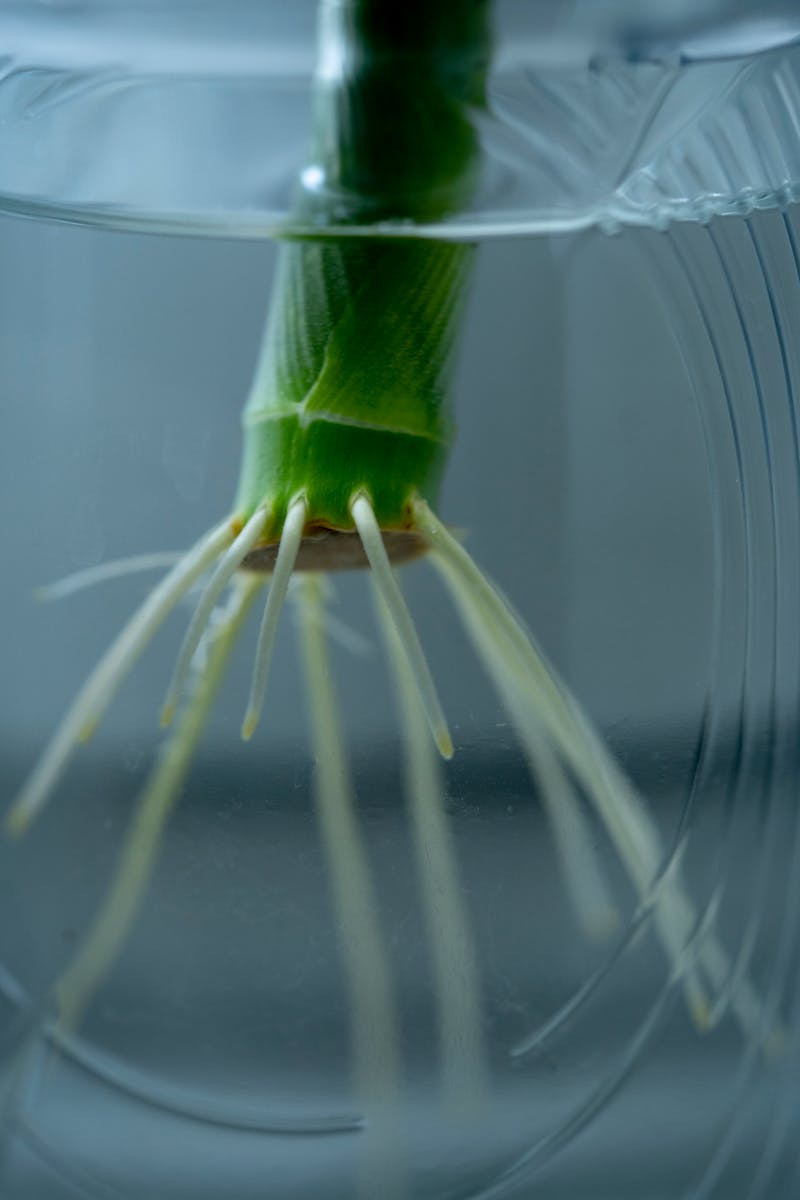 Healthy roots submerged in water showing strong development