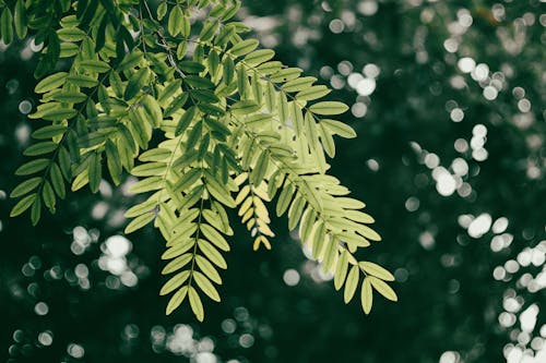 Бесплатное стоковое фото с боке, выборочный фокус, зеленые листья