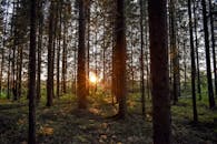 日落穿过松林，洒在宁静的森林里