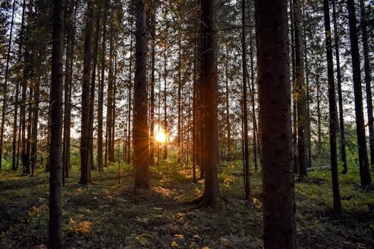 日落穿过松林，洒在宁静的森林里