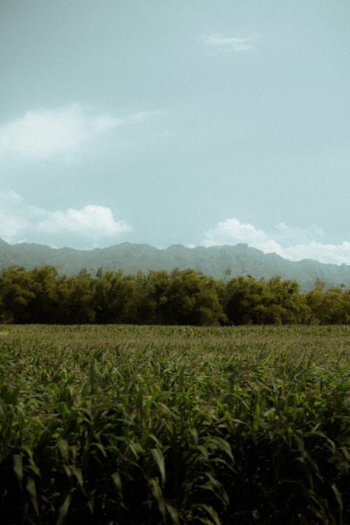 Green Cropland and Mountains in Distance 