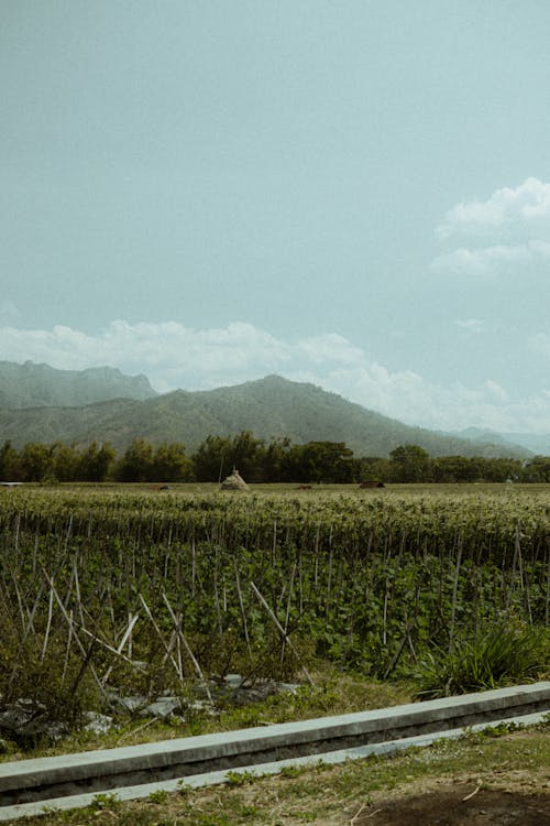 Foto stok gratis agrikultura, alam, awan