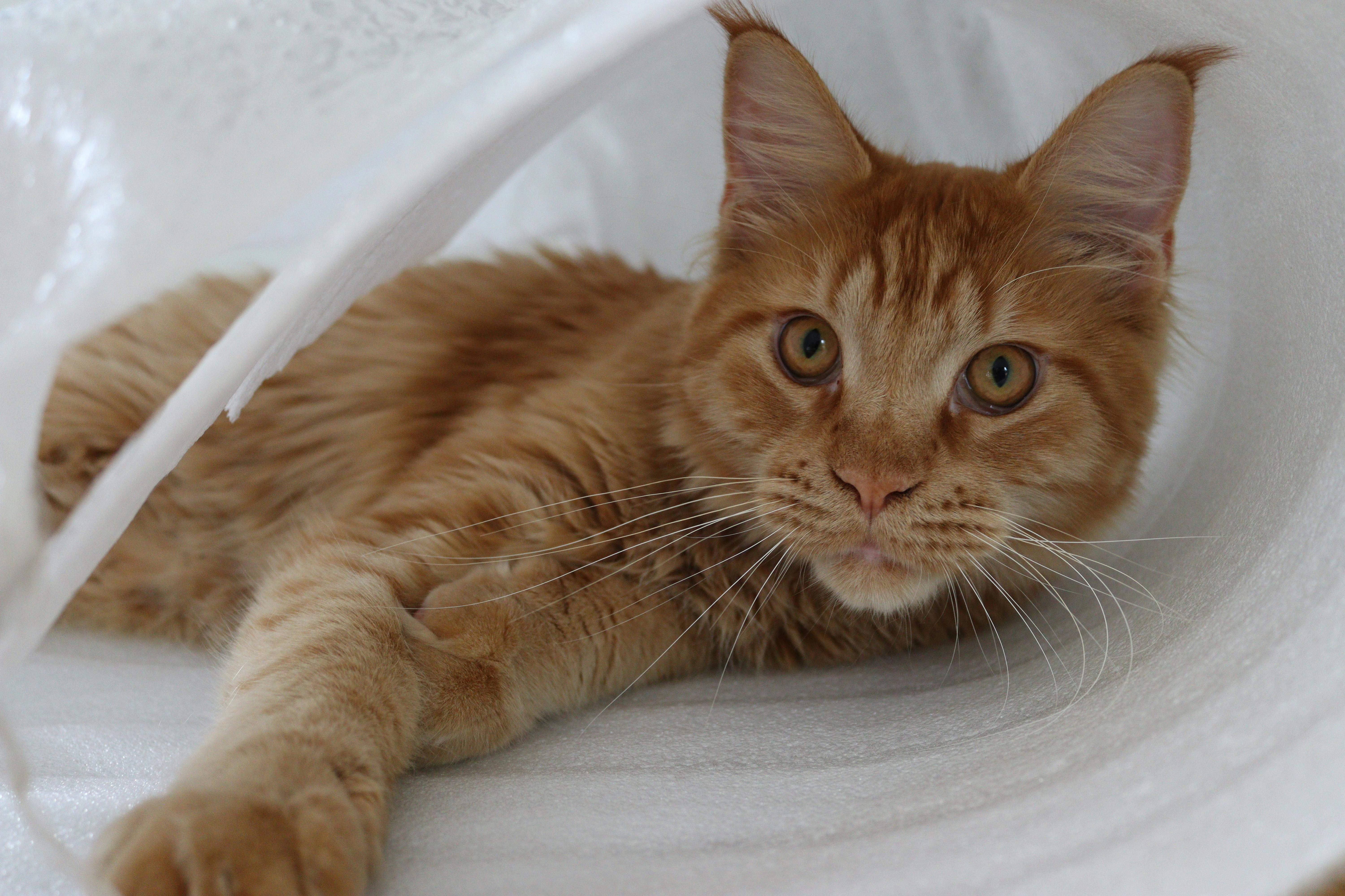 Maine Coon Νερό: Γιατί Λατρεύουν & Παιχνίδια με Βρύση