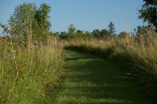 Imagine de stoc gratuită din cale, câmp de iarbă, la țară