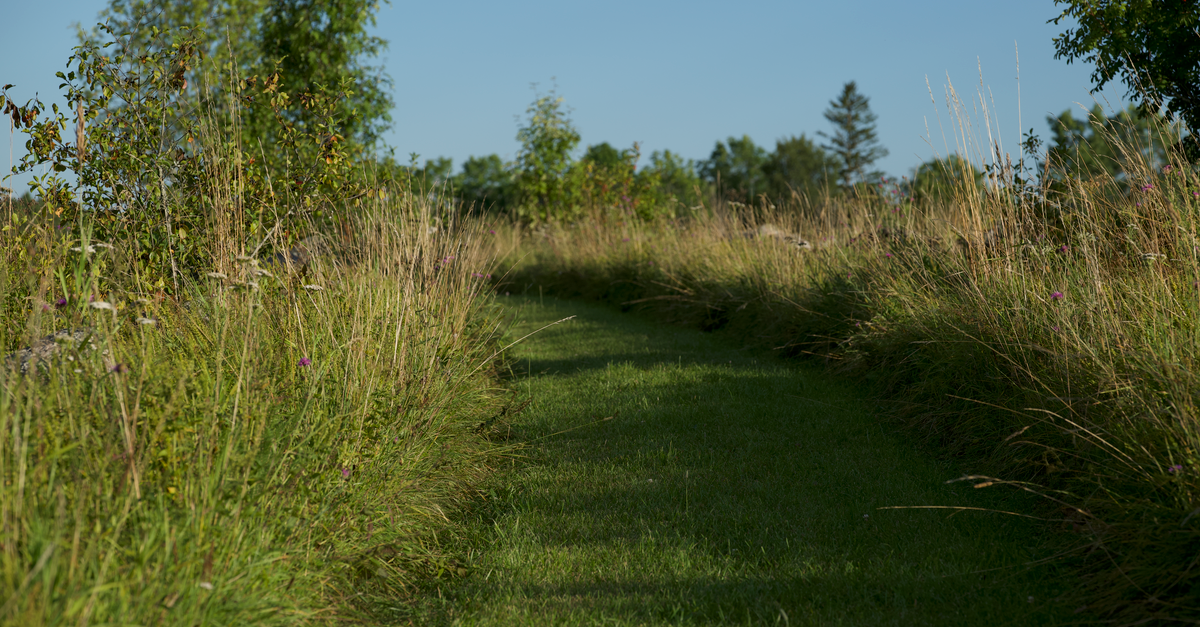 The Purple Cone Flower Trail Is Getting an Accessibility Upgrade This Month