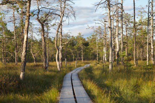 Безкоштовне стокове фото на тему «дерев'яний шлях, дерева, ліс» стокове фото