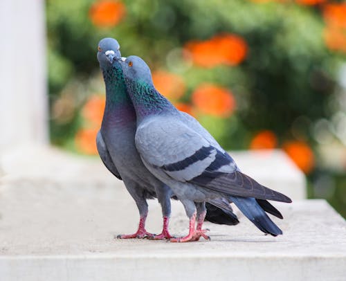 Free Photo of Two Pigeons Stock Photo