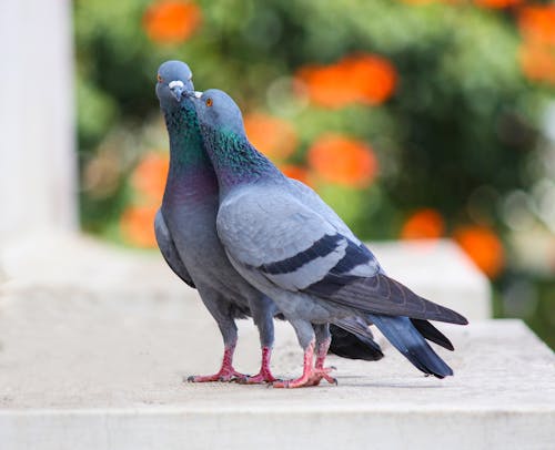 Základová fotografie zdarma na téma holubi, ptáci, šedá