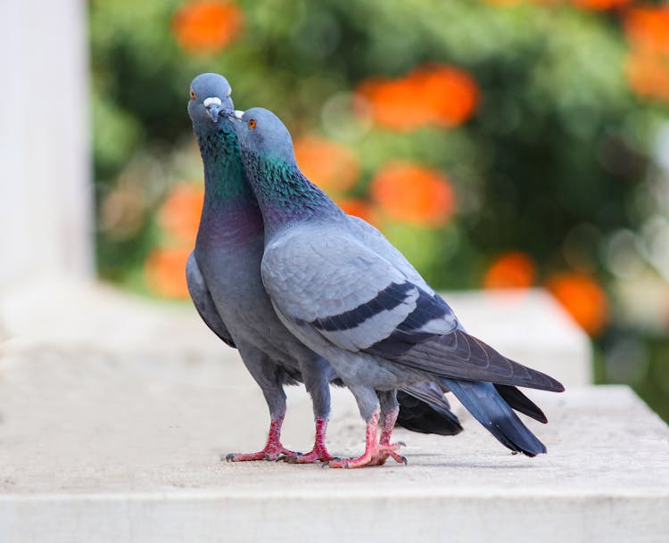 Photo Of Two Pigeons