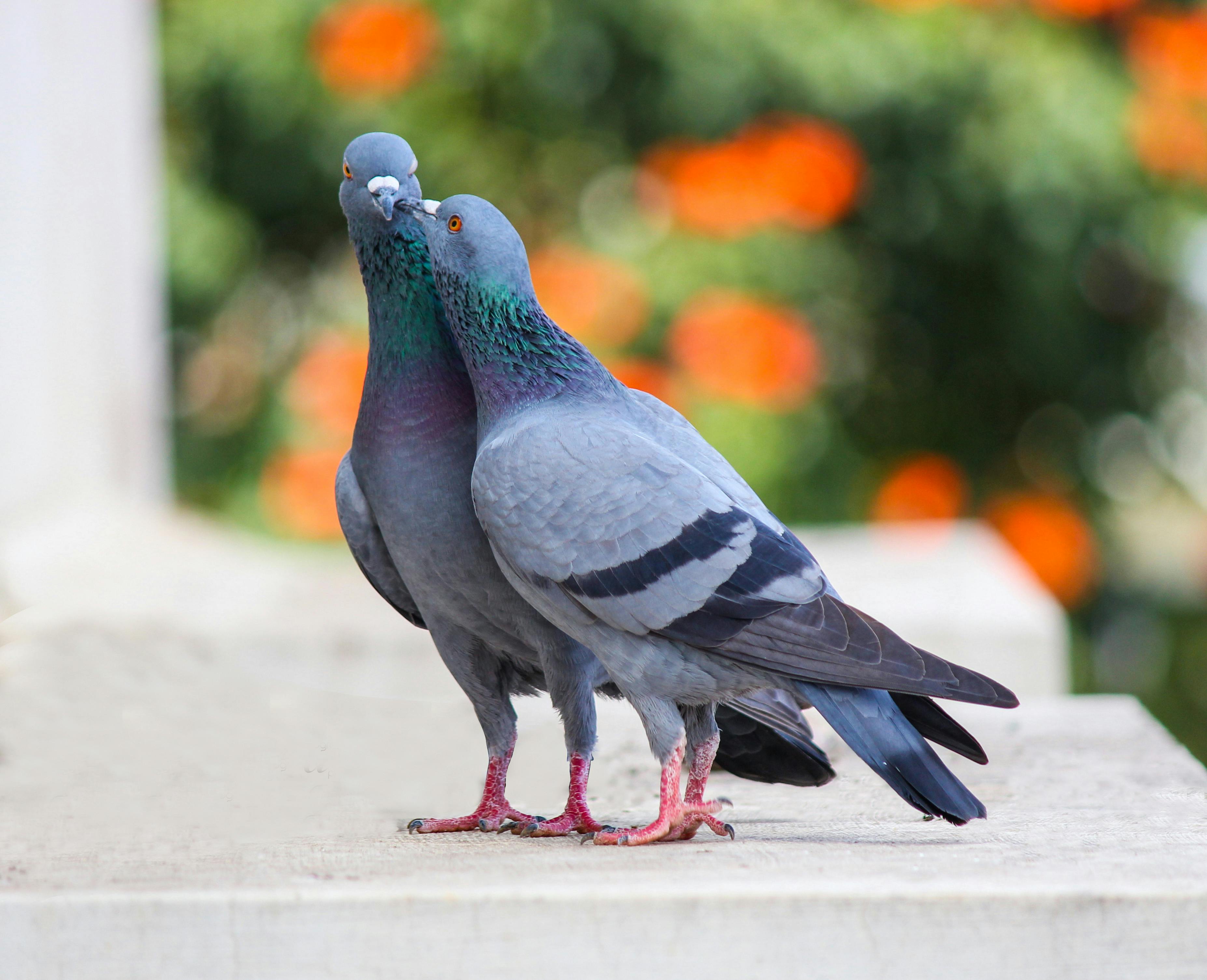 Photo Of Two Pigeons · Free Stock Photo