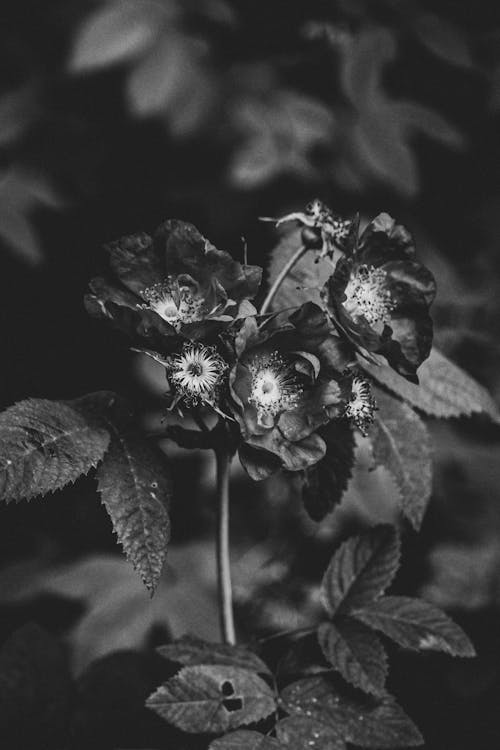 Grayscale Photo of Flowers