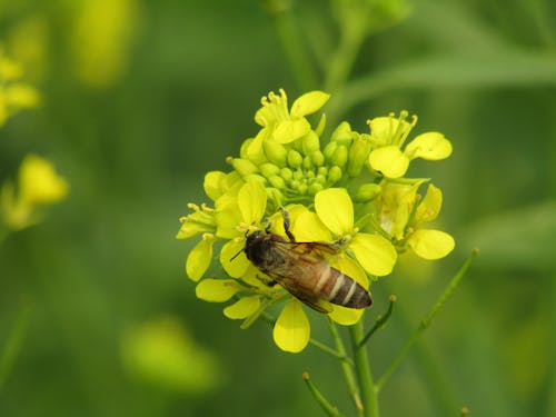 Bee Perched on Yellow Flowers