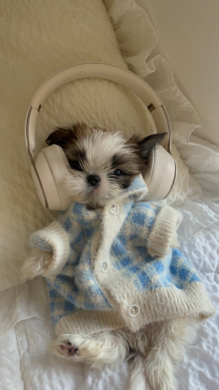 Dog With Headphones