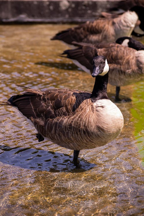 Ducks in Shallow Water