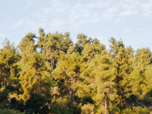Free Vibrant forest trees with a clear blue sky in North District, Israel. Stock Photo