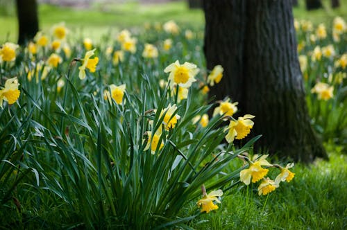 Bunga Petaled Kuning Di Rumput Di Samping Pohon