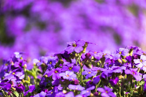 Foto d'estoc gratuïta de flor