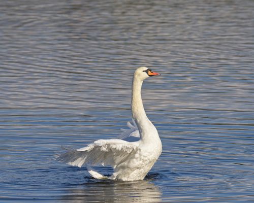 Free A serene white swan gracefully glides across a calm lake with its wings partially spread. Stock Photo