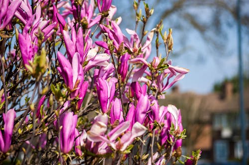 Foto d'estoc gratuïta de flor