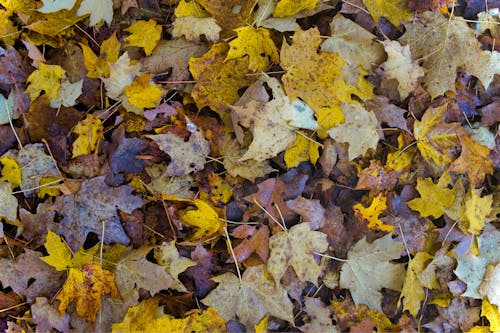 Fotos de stock gratuitas de bosque, bosque de otoño, caer