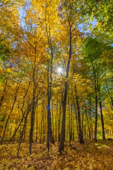 Gorgeous autumn landscape showcasing vibrant fall colors in Southborough, MA.