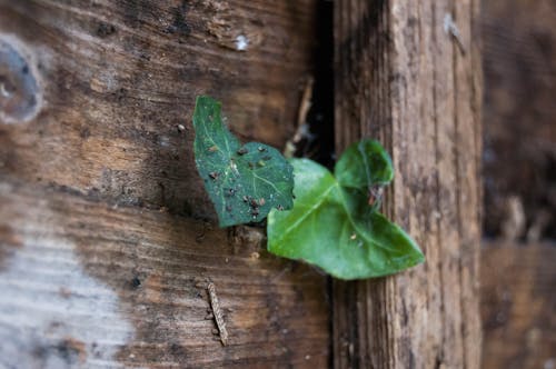 Foto d'estoc gratuïta de fulles, jardí, verd