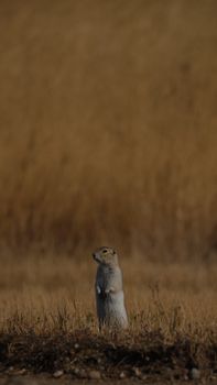 A lone squirrel stands in an expansive brown field, gazing afar with evening ambience.