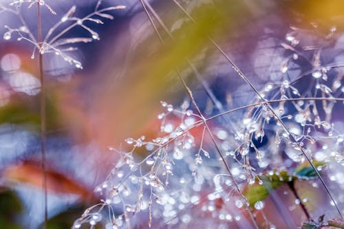 Free stock photo of dewdrops, wet grass