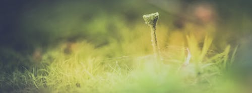 Photos gratuites de cladonia fimbriata, doux, mousse