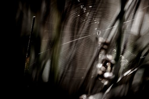 бесплатная Фотография паука с паутиной в оттенках серого Стоковое фото