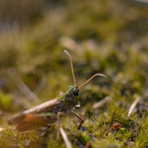 Selective Focus Photo of Grasshopper