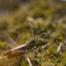 苔藓丛中的蚱蜢特写宏观照片，突出了昆虫的细节