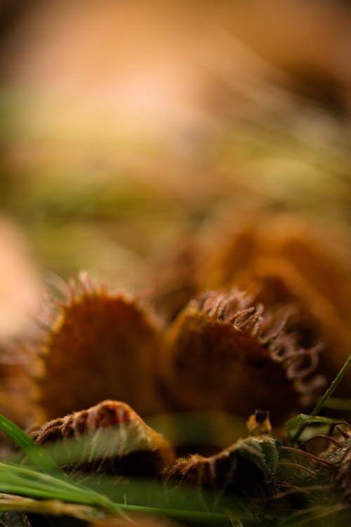 Photos gratuites de forêt, macro, orange