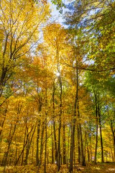 Captivating autumn forest with vibrant foliage in Southborough, MA.