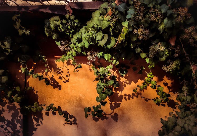 Green Vines On Brown Wall