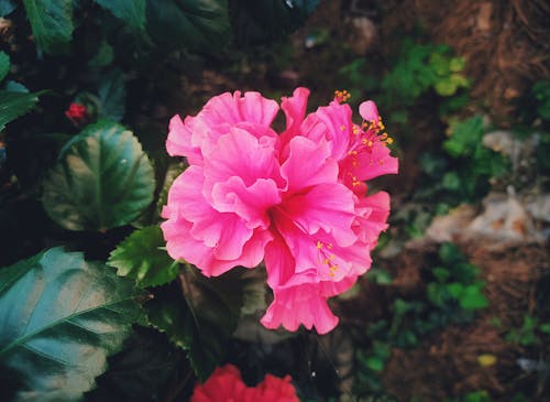 Ingyenes stockfotó dália, gyönyörű virág, levelek témában