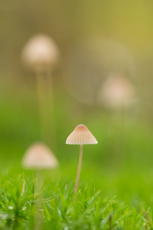 Selective Focus of White Mushroom