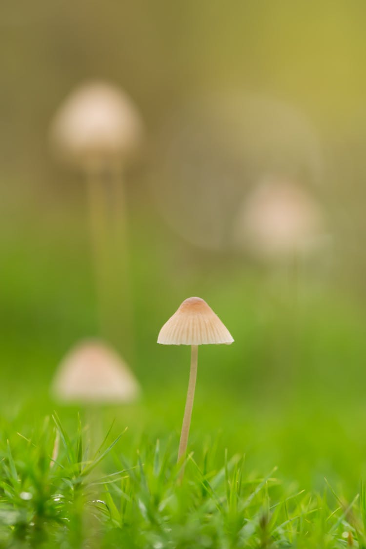 Selective Focus Of White Mushroom