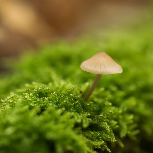 Photos gratuites de champignon forestier, mousse, mycena