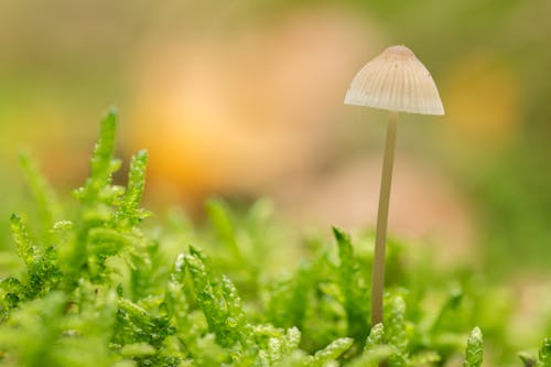 Free White Mushroom Stock Photo