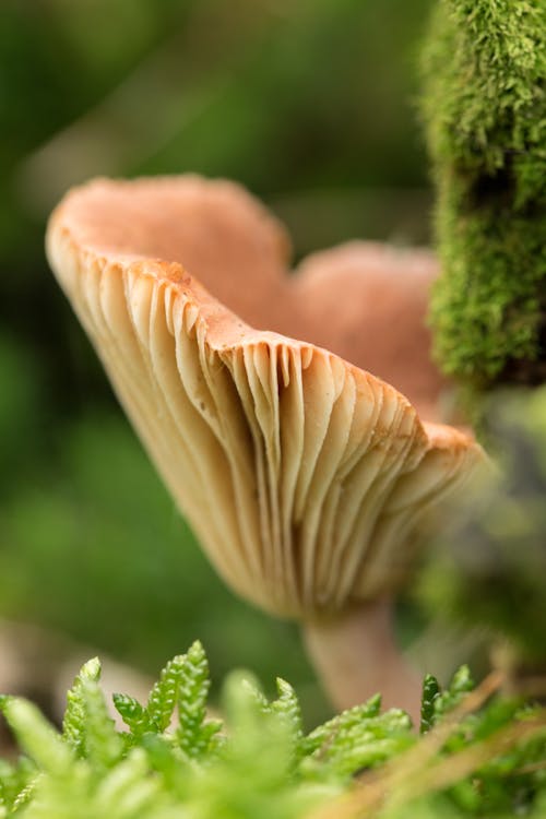 Photos gratuites de champignon, champignon forestier, forêt